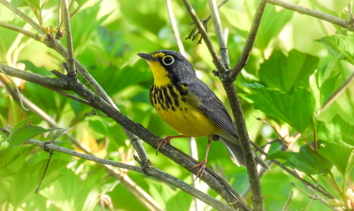 Canada Warbler - ML642363637