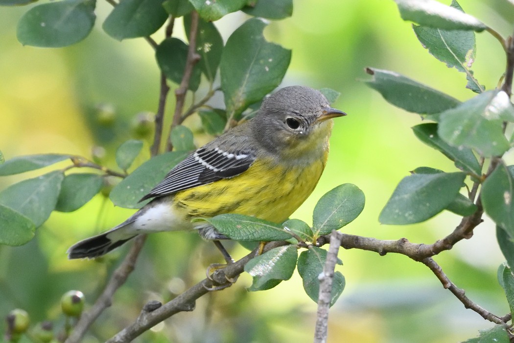 Magnolia Warbler - ML642363638