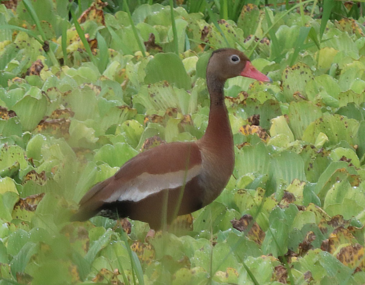 Black-bellied Whistling-Duck - ML642363642