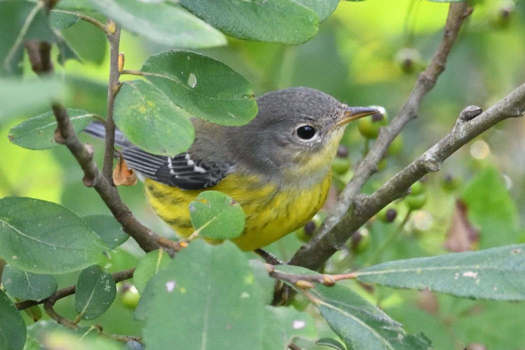 Magnolia Warbler - ML642363643