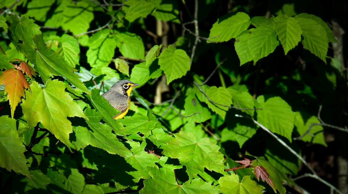 Canada Warbler - ML642363654
