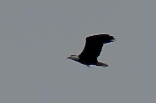Bald Eagle - ML642363655