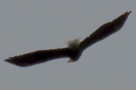 Bald Eagle - ML642363656