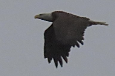 Bald Eagle - ML642363657