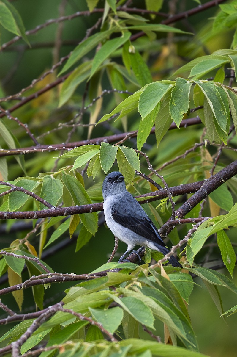 Plain-colored Tanager - ML642363658
