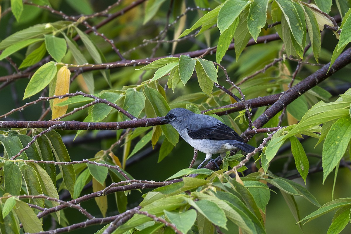 Plain-colored Tanager - ML642363659