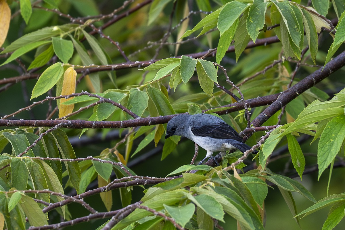 Plain-colored Tanager - ML642363660