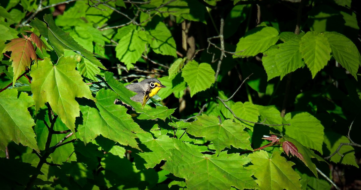 Canada Warbler - ML642363661
