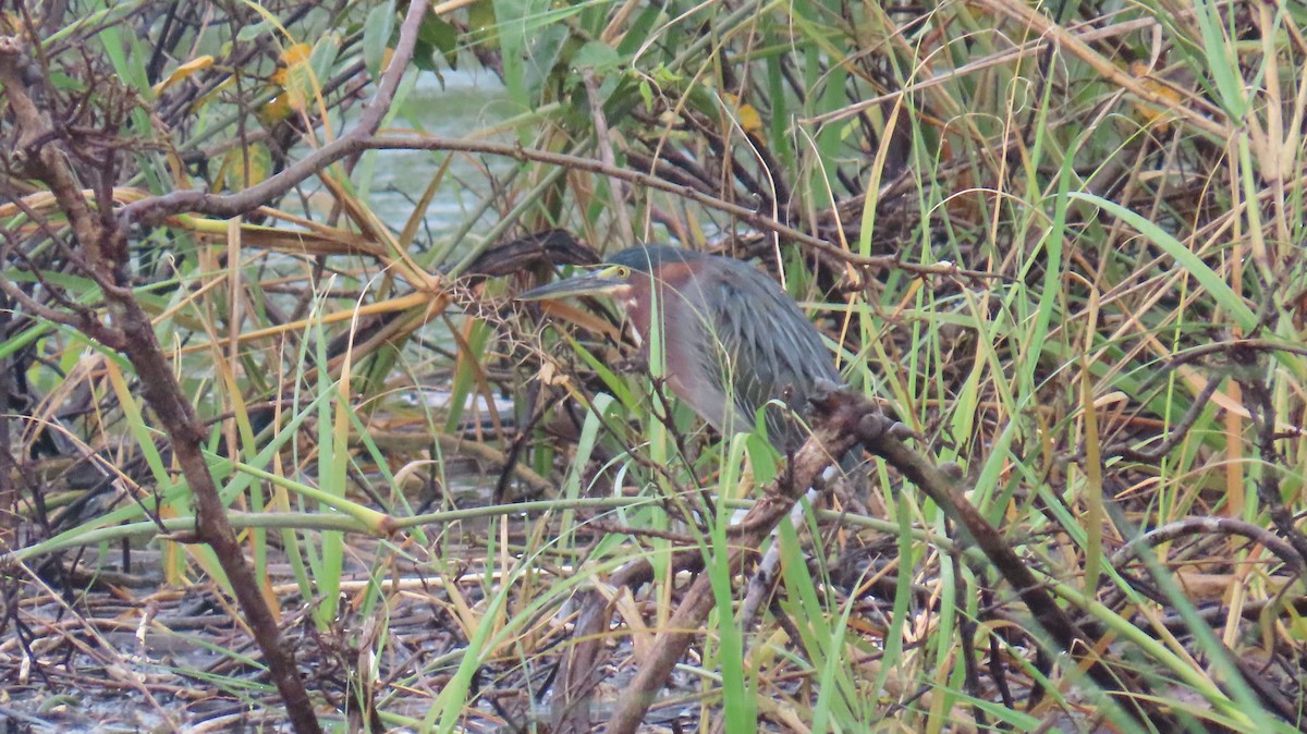 Green Heron - ML642363664