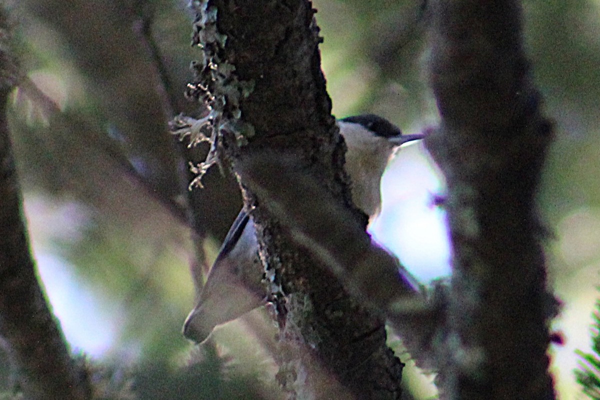 Pygmy Nuthatch - ML642363666