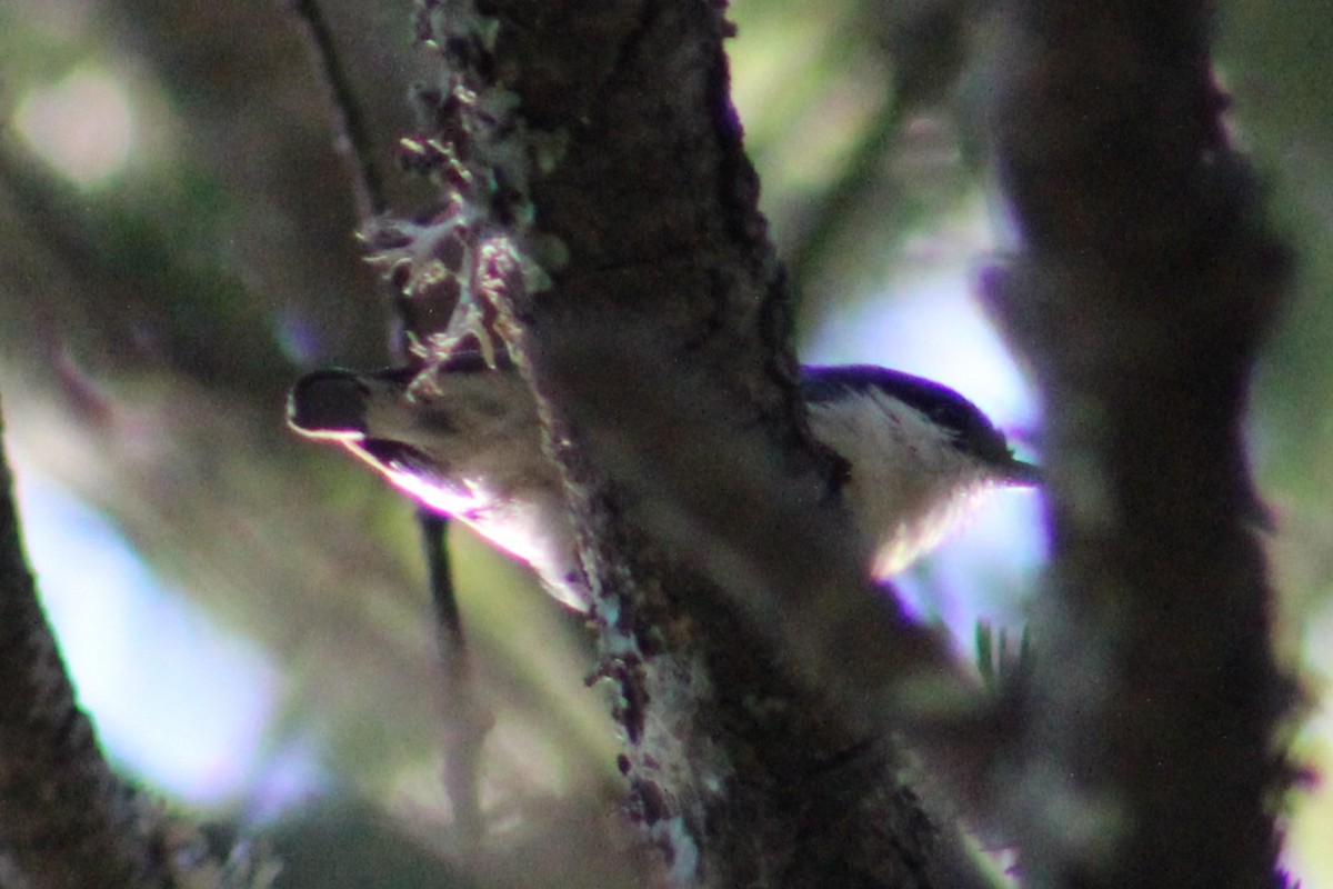 Pygmy Nuthatch - ML642363667