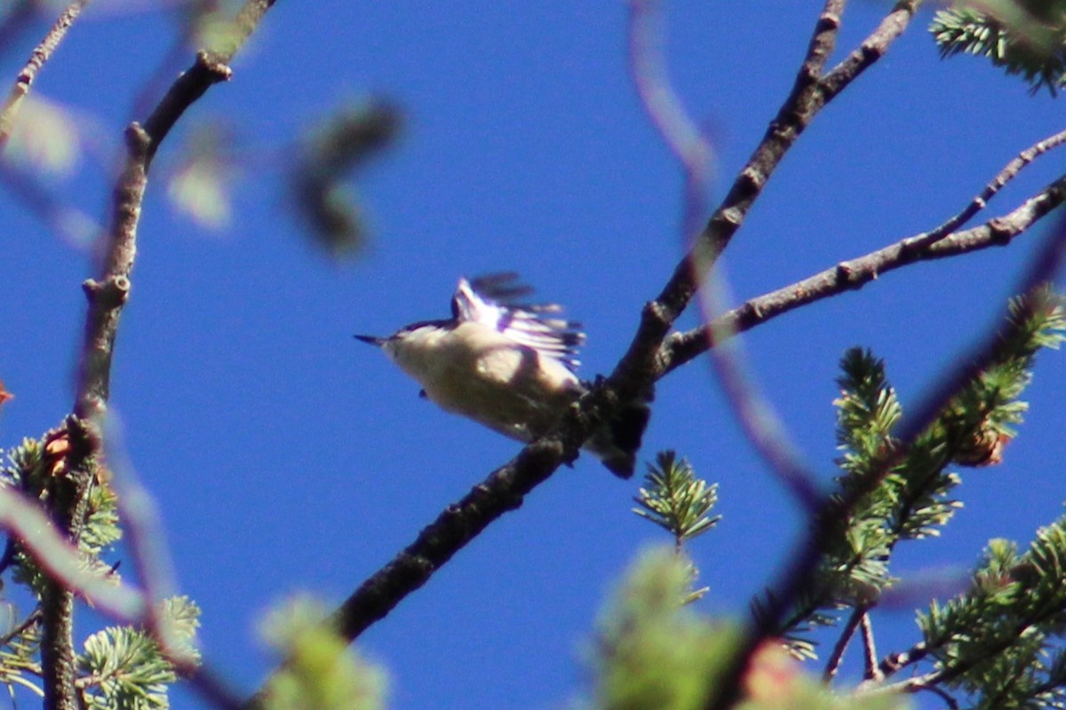 Pygmy Nuthatch - ML642363671