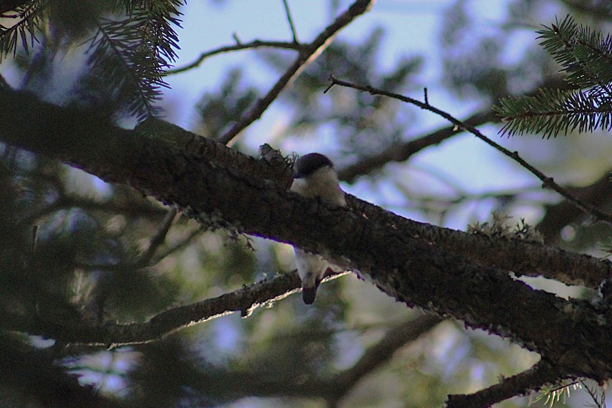 Pygmy Nuthatch - ML642363672