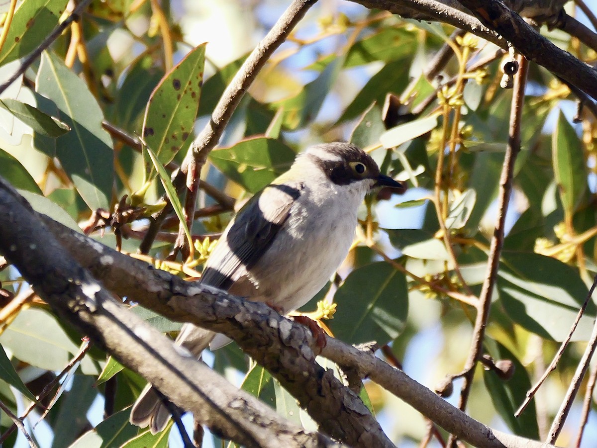 Brown-headed Honeyeater - ML642363673