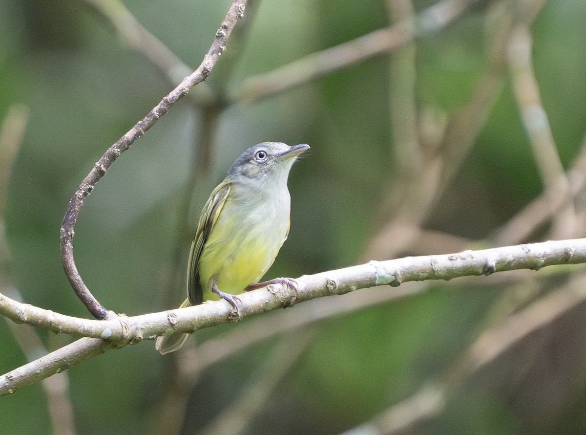 Yellow-olive Flatbill - ML642363675