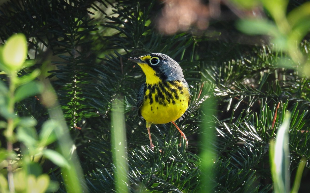 Canada Warbler - ML642363682
