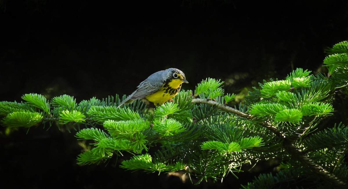 Canada Warbler - ML642363686