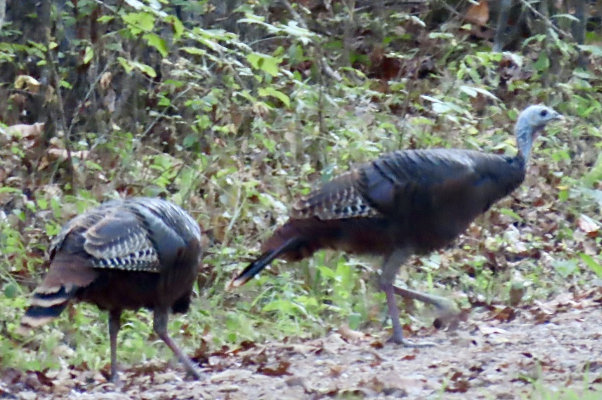 Wild Turkey - ML642363709
