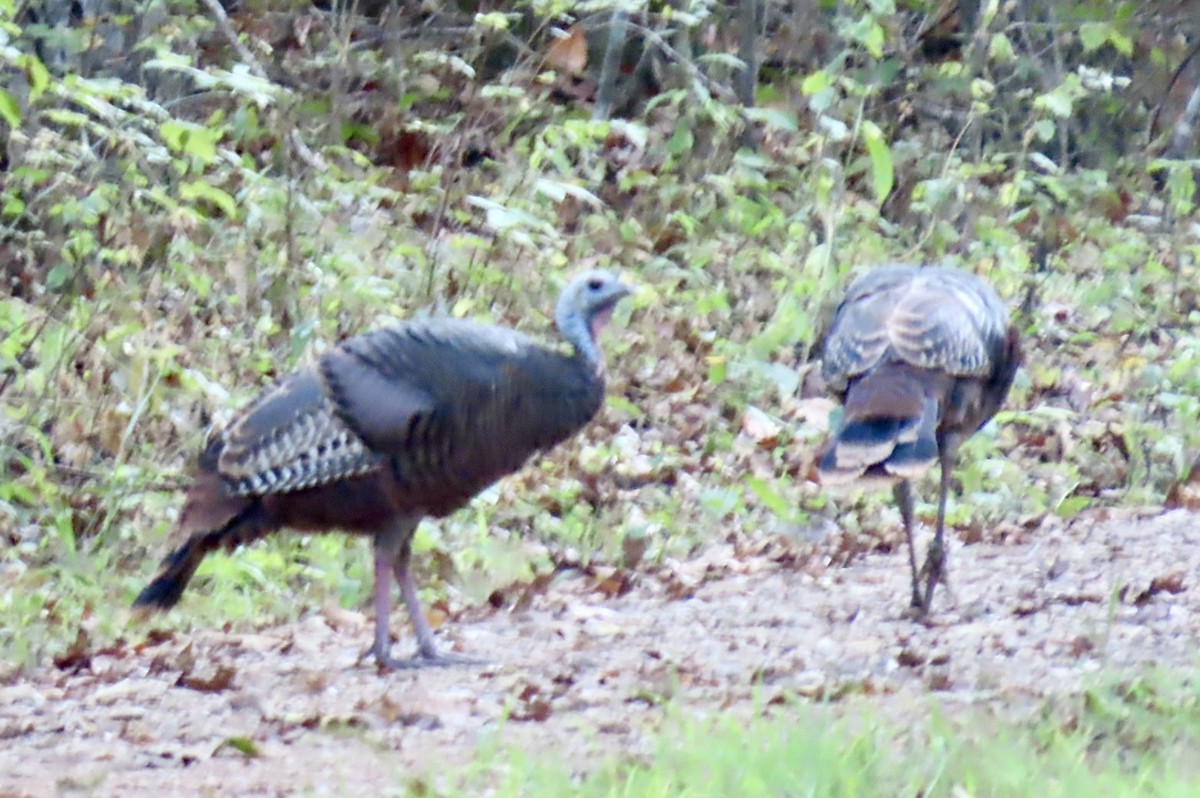 Wild Turkey - ML642363710