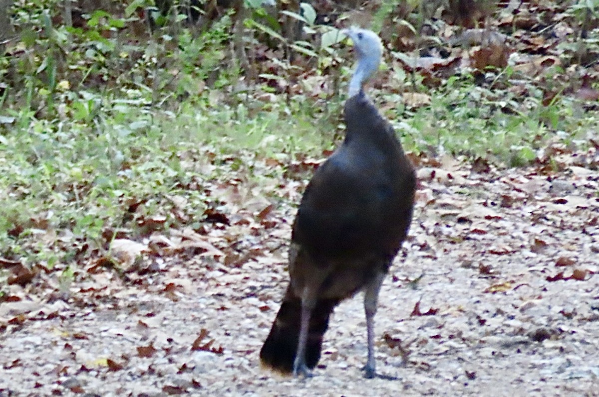 Wild Turkey - ML642363711
