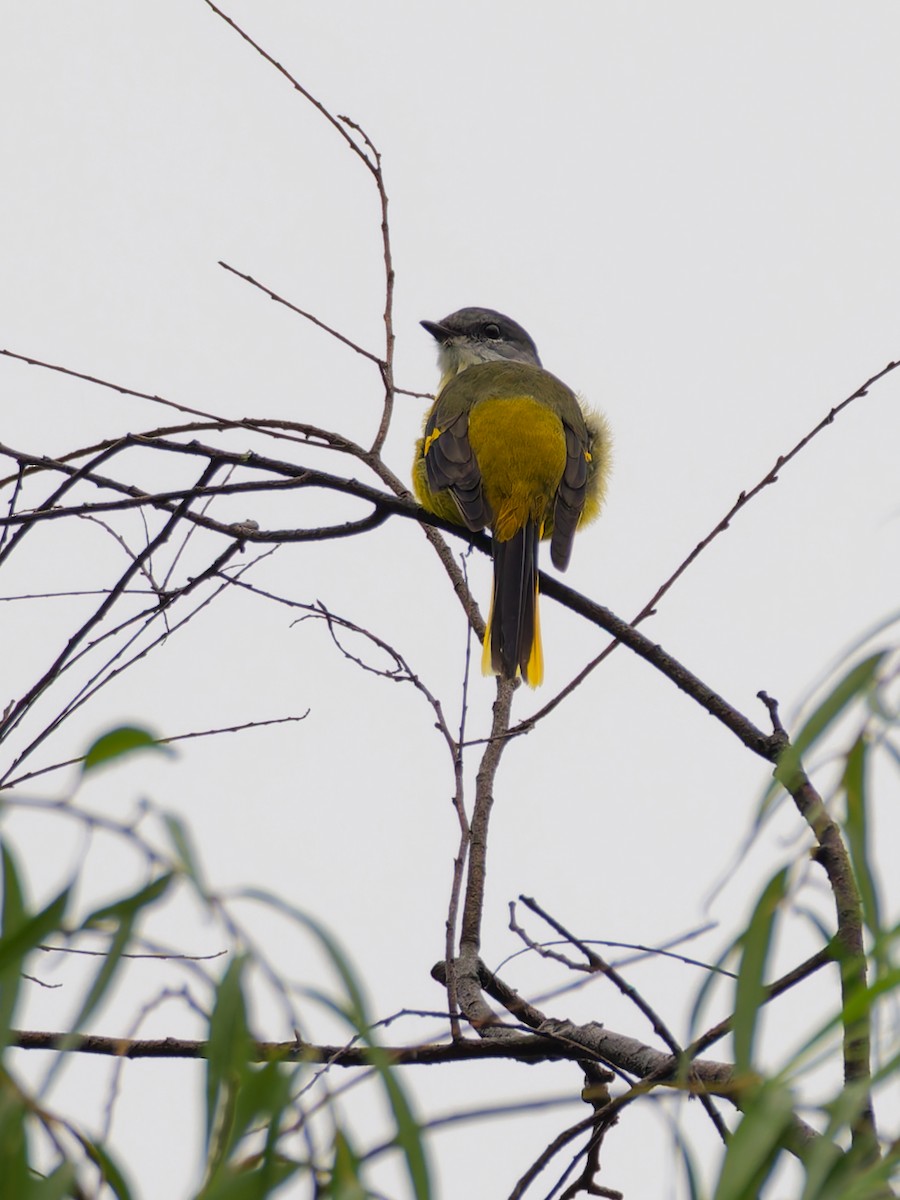 Gray-chinned Minivet - ML642363721