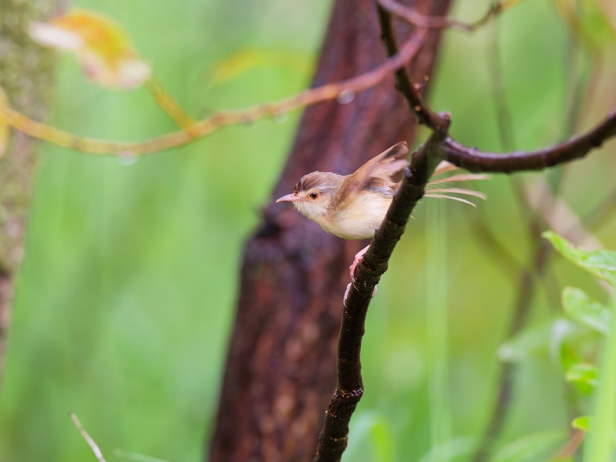 Plain Prinia - ML642363733