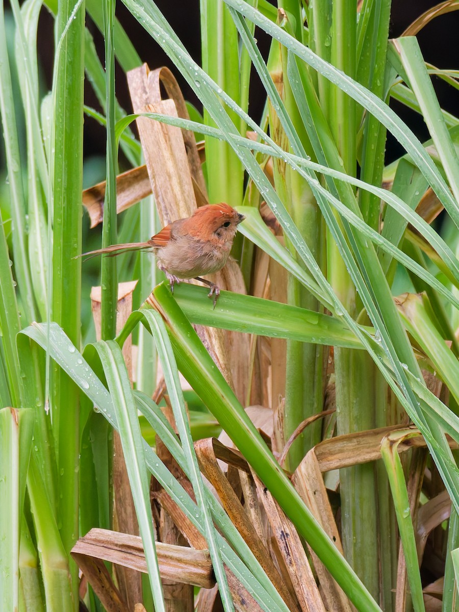 Vinous-throated Parrotbill - ML642363738