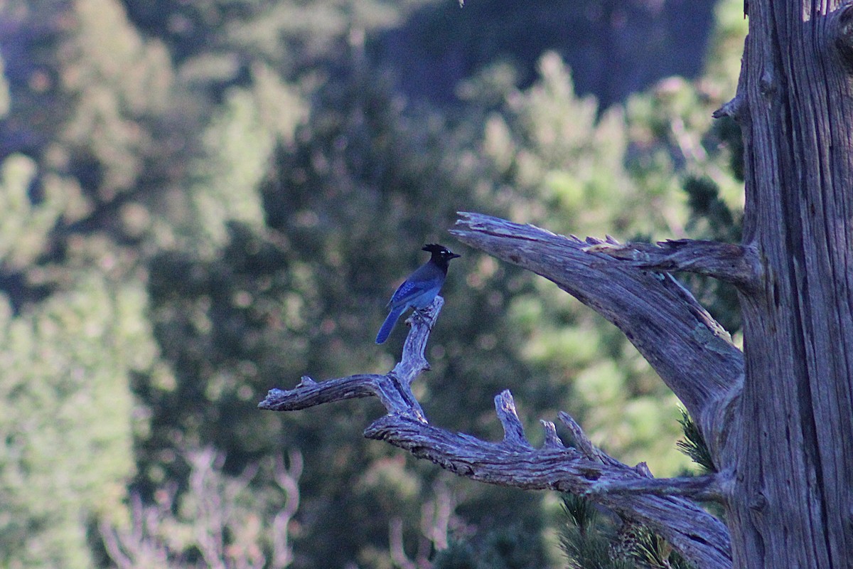 Steller's Jay (Southwest Interior) - ML642363739