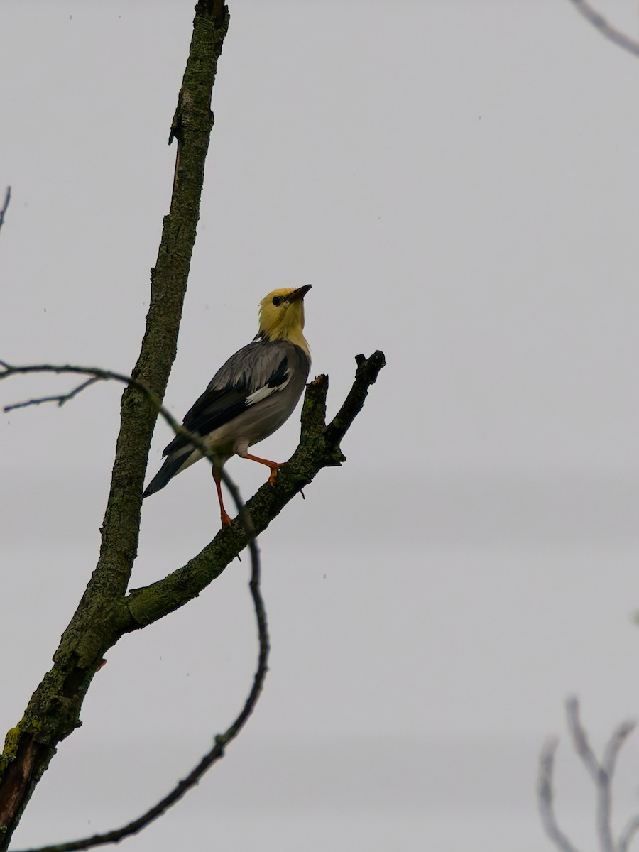 Red-billed Starling - ML642363744