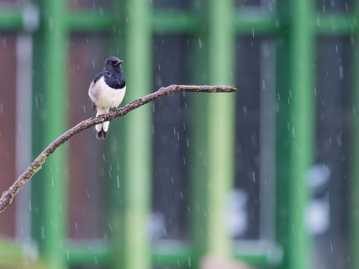 Oriental Magpie-Robin - ML642363755