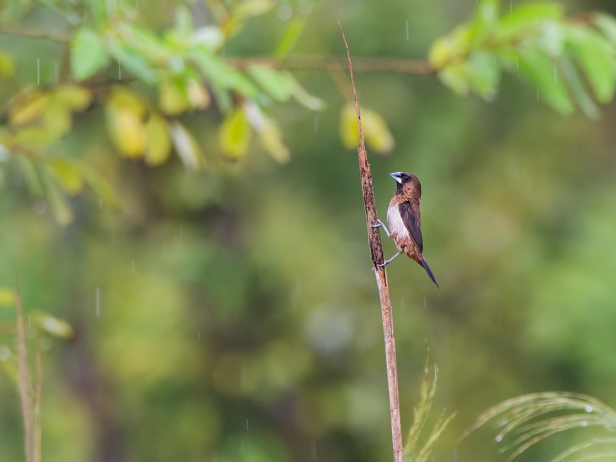 White-rumped Munia - ML642363760