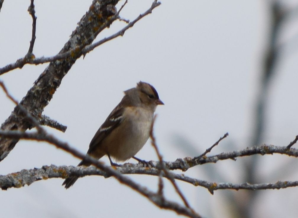 White-crowned Sparrow - ML642363765