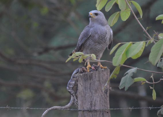 Gray Hawk - ML642363767