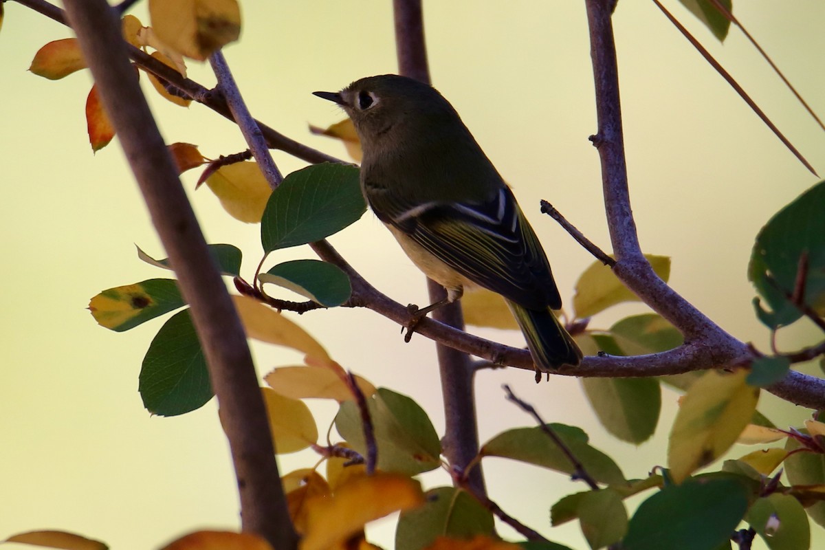 Ruby-crowned Kinglet - ML642363789