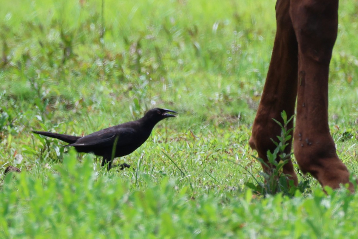 Giant Cowbird - ML642363793
