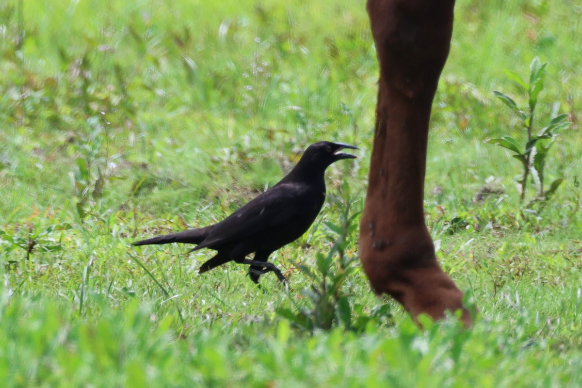 Giant Cowbird - ML642363794