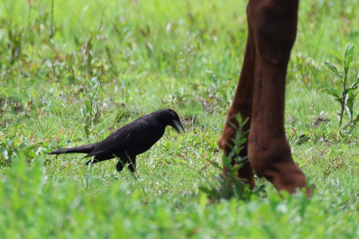 Giant Cowbird - ML642363795