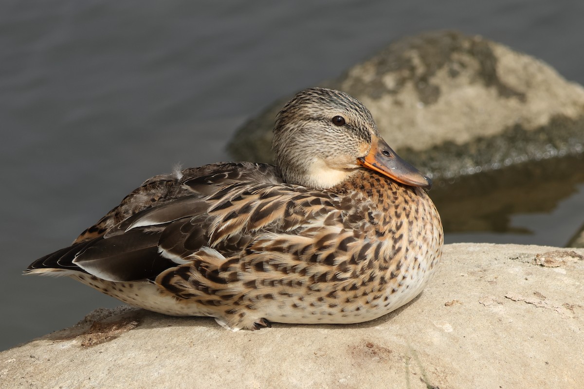Mallard - ML642363801