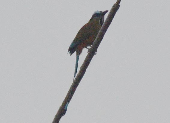 Turquoise-browed Motmot - ML642363814
