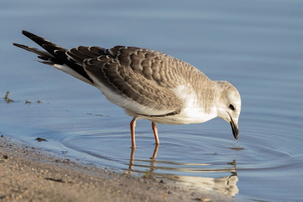 Mouette de Sabine - ML642363819