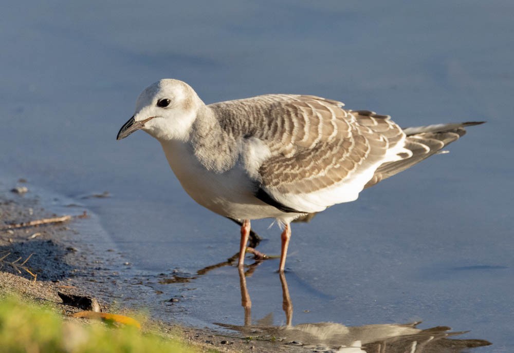 Mouette de Sabine - ML642363820