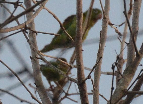 Orange-chinned Parakeet - ML642363837