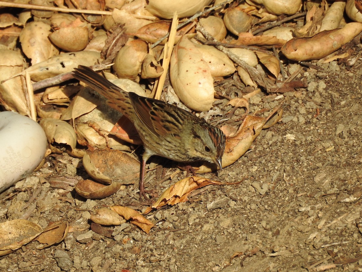 Lincoln's Sparrow - ML642363843