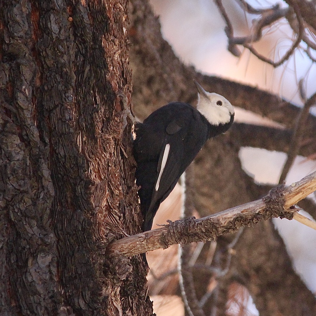 White-headed Woodpecker - ML642363852