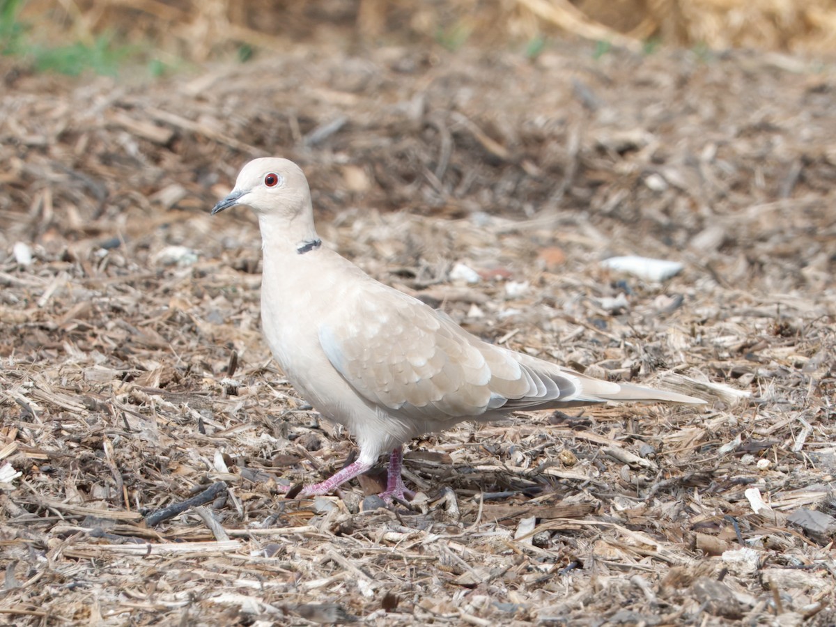 Eurasian Collared-Dove - ML642363880