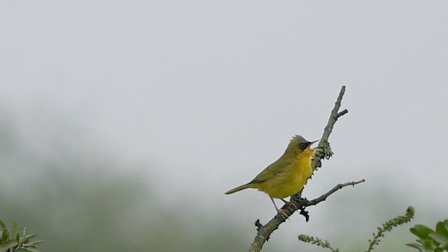 Black-lored Yellowthroat - ML642363906