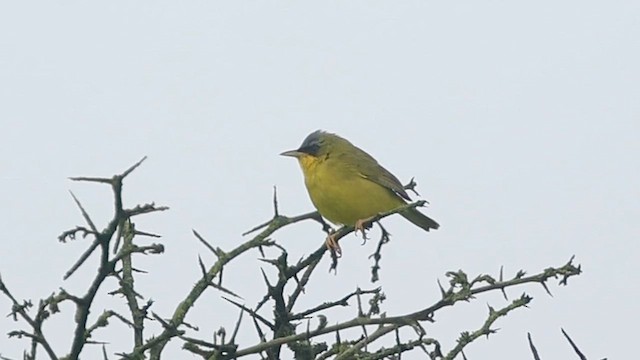 Black-lored Yellowthroat - ML642363907