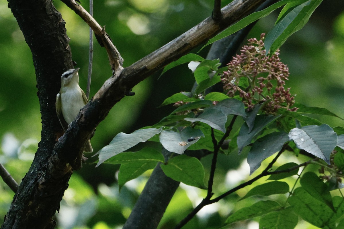 Red-eyed Vireo - ML642363928