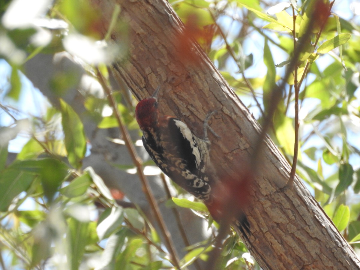 Red-breasted Sapsucker - ML642363956