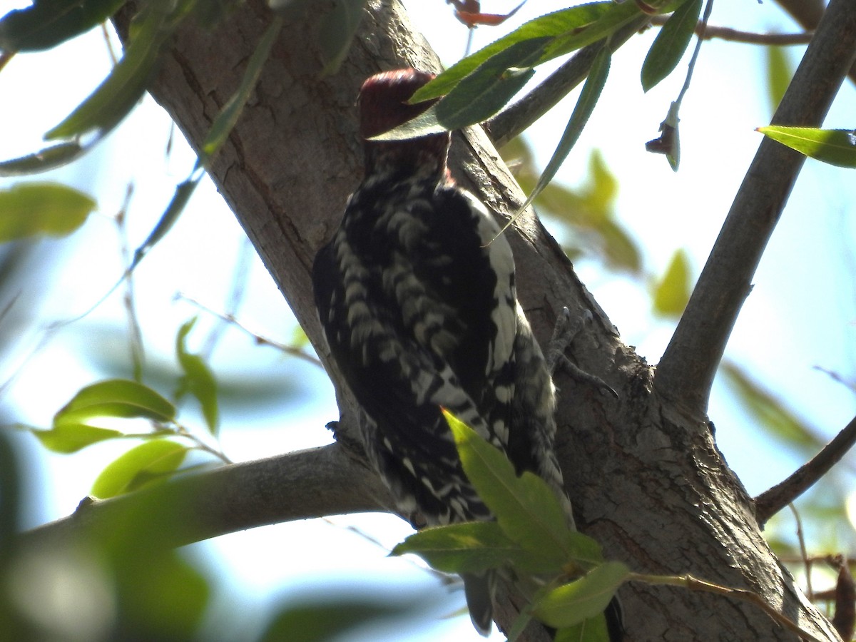 Red-breasted Sapsucker - ML642363979